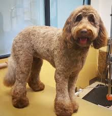 We did not find results for: The Ultimate Labradoodle Haircut Guide Labradoodles Dogs