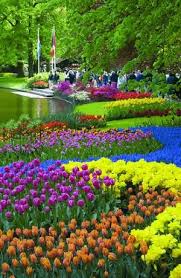 Amsterdam S Keukenhof Gardens Viator Travel Blog Beautiful Gardens Beautiful Flowers Gorgeous Gardens