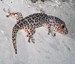 Erek Erek Tokek 2d 3d 4d Menurut Buku Mimpi Erek Erek