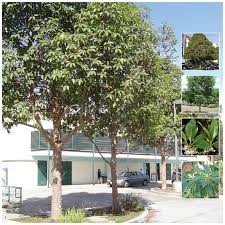 Image result for Lophostemon confertus