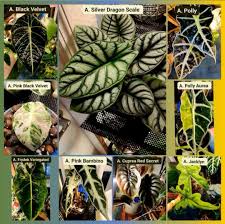 Image result for Vernonia gerberiformis