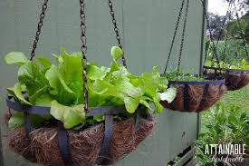 Check spelling or type a new query. Harvesting Lettuce How To Make Yours Produce For Weeks Or Months