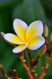Bali Flower By Egor Ryazanov 500px Beautiful Flowers Fragrant Flowers Garden Fragrant Flowers