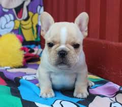 Check out our fawn french bulldog selection for the very best in unique or custom, handmade pieces from our shops. French Bulldog Colors Dream Valley Frenchies