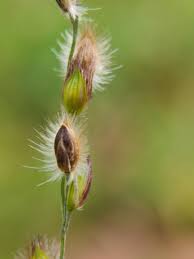 Image result for Alloteropsis cimicina