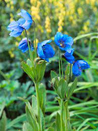 My mistake, i may had not ordered had i notice, plain as day, it stated only 10 himalayan blue poppy seeds for $2. Meconopsis Betonicifolia Blue Himalayan Poppy 20 Seeds Beautiful Perennial With Azure Blue Flowers For Adding Colour To Shady Spots Poppy Flower Seeds Blue Flowers Pansies Flowers