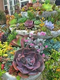 Tiers Of Succulents Succulents Succulent Landscape Design Planting Succulents