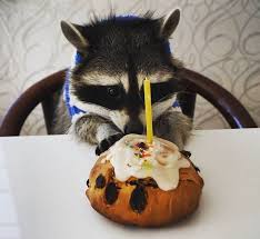 Hot promotions in birthday raccoon on aliexpress aliexpress will never be beaten on choice, quality and price. Pin On Mapaches