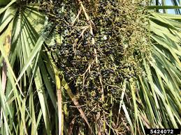 Saw palmetto is most commonly used for decreasing symptoms of an enlarged prostate called benign prostatic hypertrophy ().but it. Sustaining The Sabal Palm Florida S State Tree