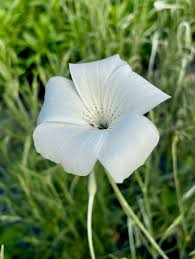 Image result for Agrostemma githago