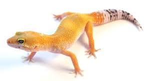 Rare morphs may cost up to $100. What Do Leopard Geckos Eat