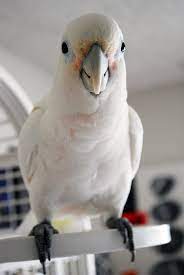 Pet bird cage accessories for sale. Goffins Cockatoo