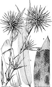 Image result for Oxytenanthera abyssinica