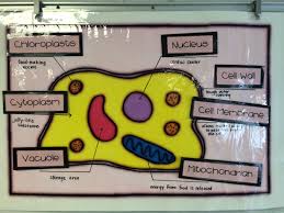 Animal Cell Project For 3rd Grade Google Search Plant Cell Diagram Cell Diagram Animal Cell Project