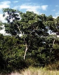 Image result for Brachystegia spiciformis