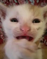 bug.universe ur fav shawty