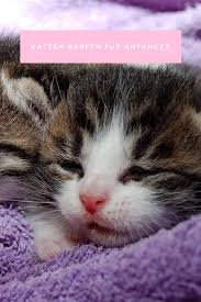 Katzen Barfen Fur Anfanger Teil 1 Calistas Traum Katzen Barf Fur Katzen Katzen Futter