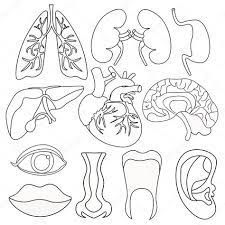 Descargar Juego De Colorear Organos Humanos Dentro Del Cuerpo Y La Cara Vector De Il Ilustracion De Stock Organos Del Cuerpo Humano Cuerpo Cuerpo Humano