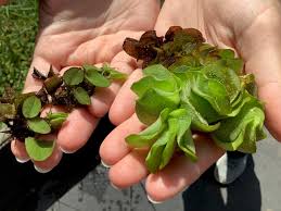 Image result for Salvinia hastata