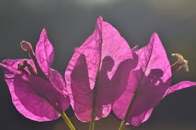 Maybe you would like to learn more about one of these? Fiori Estivi I 10 Resistenti Al Sole Da Piantare In Giardino