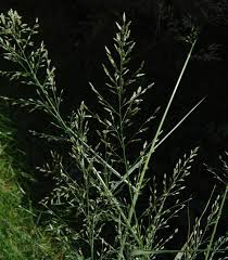 Image result for Eragrostis macrochlamys