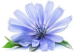 Chicory Flowers Isolated Flowers Watercolor Flowers Painting Studio