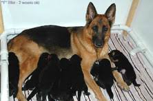Look for a purebred puppies for sale? German Shepherd Puppies German Shepherd German Shepherd Puppy