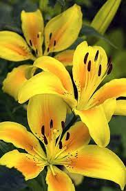Just like many yellow flowers that have negative meanings, the yellow lily has its fair share of negative connotations too. Beautiful Flowers On Twitter Beautiful Flowers Lily Flower Asiatic Lilies