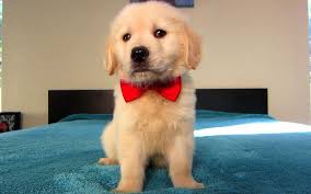 It is always suggested to buy these dogs from a well certified and original breeder. Golden Retriever Puppies Price Range How Much Does A Golden Cost