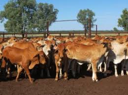 Among our preferred breeds are: Bonsmara Cows For Sale Myads Africa