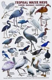 Birds Of The Bahamas Photos Amazon Com New Submersible Bird Id Card Pocket Guide For Scuba Divers Snorkelers Fishermen Birdwatcher S Field Guid Pet Birds Wild Birds Backyard Birds