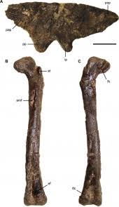#essereumano è il nuovo singolo, dall'album di inediti 7 e la raccolta 77+7 ! Ligabueino Paleowiki