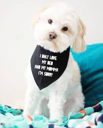 Do You Love Me I Tell Her Only Partly Lyrics She Said Do You Love Me I Tell Her Only Partly I Only Love My Bed And My Momma I M Sorry Asherandgraydesigns In 2020 Dog Boutique Dog Bandana Dog Lovers