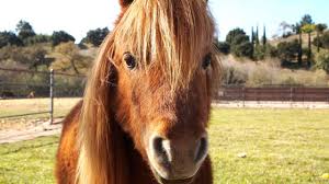 What is the rarest color of a horse? 16 Fun Facts About Chestnut Horses Horse Illustrated
