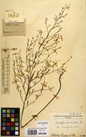 Image result for Indigofera paniculata