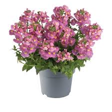 Image result for Nemesia fruticans