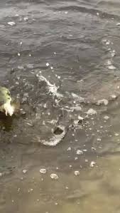 Cu batu'n balta zatun si branistea. Pescuit In Dobrogea Beitrage Facebook