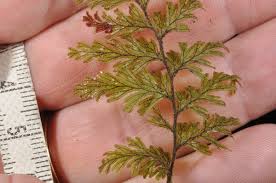 Image result for Hymenophyllaceae