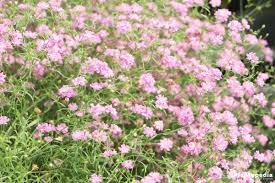 Maybe you would like to learn more about one of these? Baby S Breath Plant Gypsophila How To Grow And Care Plantopedia