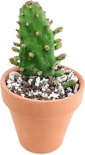 Image result for Opuntia monacantha