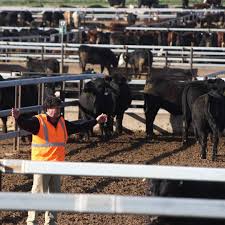 Princess Royal Station On Instagram Simon Rowe The Owner Of Princess Royal At Work With The Cattle He Grew Up In The Business Le Royal Instagram Princess