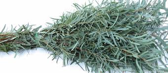 Image result for Eucalyptus