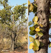 Image result for Strychnos madagascariensis