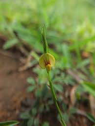 Image result for Zornia pratensis