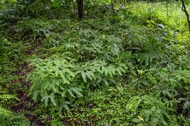 Image result for Adiantum patens