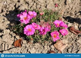 In kultur gibt es sorten mit blauen, lila, rosa und gelben blüten. Moss Rose Oder Portulaca Grandiflora Schnell Wachsende Jahrespflanze Mit Offenen Bluten Und Geschlossenen Rosa Blumen In Form Von Stockfoto Bild Von Stieg Lokal 167788514