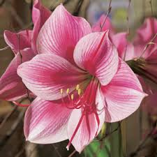 Fall flower bulb planting guides. Single Hippeastrums Garden Express Australia S Largest Online Nursery