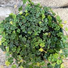 Image result for Ficus persicifolia