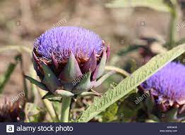 Big Purple Flower Of Artichoke In The Vegetable Garden In Summer Stock Photo Alamy