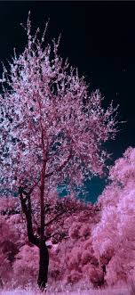 Here you can get the best sakura wallpapers for your desktop and mobile devices. Best Cherry Blossom Iphone X Hd Wallpapers Ilikewallpaper
